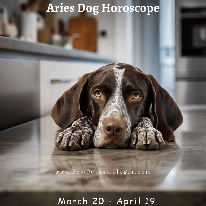 Aries dog horoscope – a loyal, determined dog lying on a kitchen counter, waiting for its owner