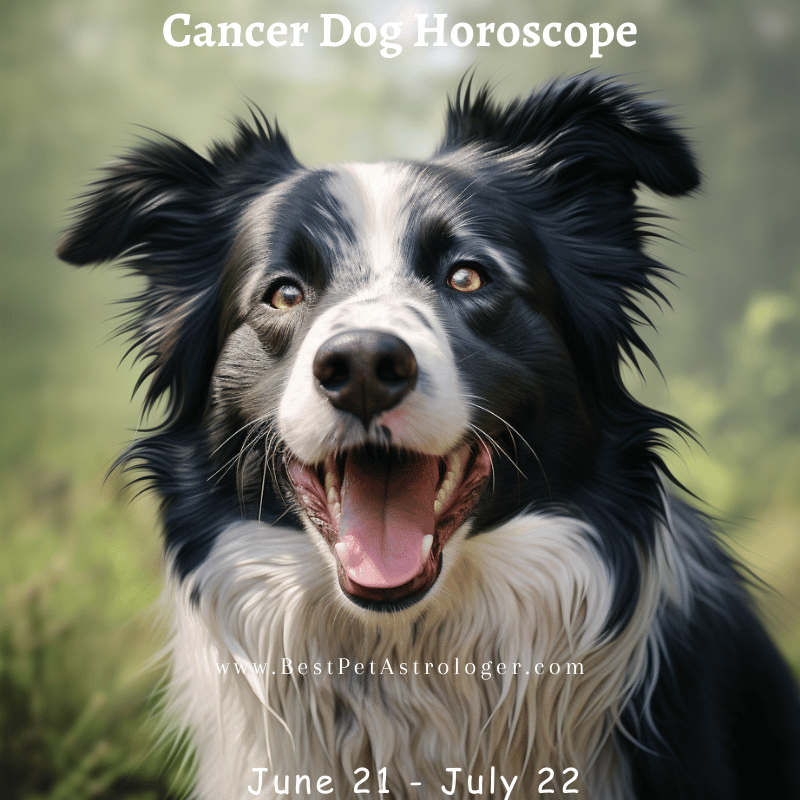 Cancer dog horoscope – a happy, affectionate dog smiling with its mouth open, embodying Cancer’s nurturing and loving energy