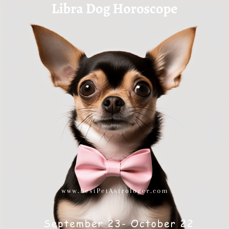 Libra dog horoscope – a charming and stylish dog wearing a pink bow tie, symbolizing Libra’s elegance and balance