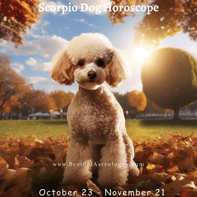 Scorpio dog horoscope – a mysterious and confident dog sitting in the sun, embodying the intense and powerful Scorpio energy