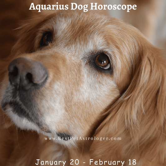 Aquarius dog horoscope – a sweet and independent dog with a quirky charm, embodying the free-spirited and intelligent Aquarius energy
