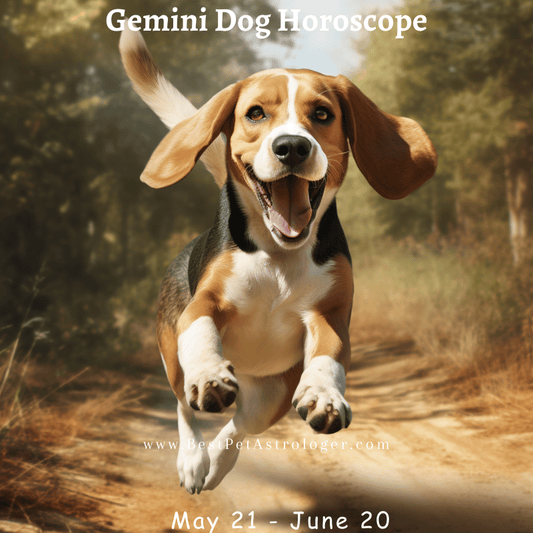 Gemini dog horoscope – a joyful, energetic dog running mid-air, embodying Gemini’s playful and lively spirit