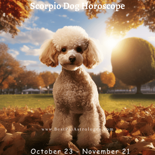 Scorpio dog horoscope – a mysterious and confident dog sitting in the sun, embodying the intense and powerful Scorpio energy