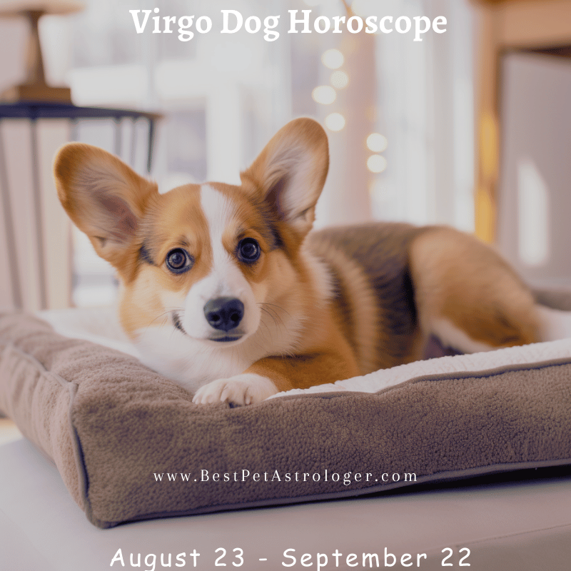 Virgo dog horoscope – a loyal and patient dog laying in its bed, attentively waiting to play, symbolizing Virgo’s thoughtful and devoted nature.