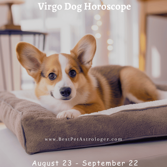 Virgo dog horoscope – a loyal and patient dog laying in its bed, attentively waiting to play, symbolizing Virgo’s thoughtful and devoted nature.