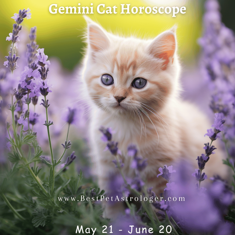 Gemini-themed cat sitting in a lavender field, with bright eyes and a playful expression, symbolizing curiosity and duality