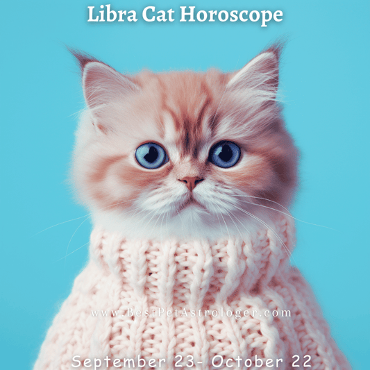 Blue-eyed cat wearing a cozy sweater, representing the Libra zodiac sign, with a calm expression and a mystical wonderment