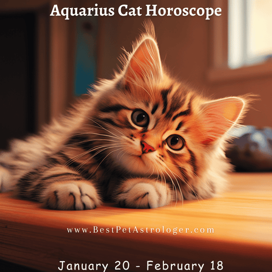Aquarius cat horoscope – relaxed cat lounging lazily on a kitchen countertop, embodying Aquarius' quirky and carefree spirit